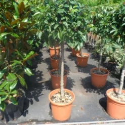 Portugese Laurier Als Boom (Prunus Lusitanica) -Goedkope Tuin Sprankel Winkel prunus lusitanica 80stam c25