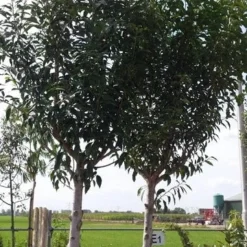 Portugese Laurier Als Boom (Prunus Lusitanica 'Angustifolia') -Goedkope Tuin Sprankel Winkel prunus lusitanica als boom01