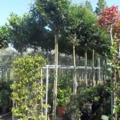 Portugese Laurier Als Boom (Prunus Lusitanica 'Angustifolia') -Goedkope Tuin Sprankel Winkel prunus lusitanica angustifolia 12 14ho