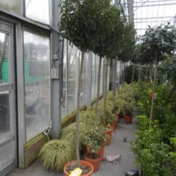 Portugese Laurier Als Boom (Prunus Lusitanica 'Angustifolia') -Goedkope Tuin Sprankel Winkel prunus lusitanica angustifolia 150stam c25