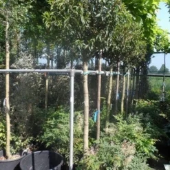 Portugese Laurier Als Boom (Prunus Lusitanica 'Angustifolia') -Goedkope Tuin Sprankel Winkel prunus lusitanica angustifolia 150stam c35