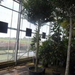 Portugese Laurier Als Boom (Prunus Lusitanica 'Angustifolia') -Goedkope Tuin Sprankel Winkel prunus lusitanica angustifolia 16 18ho c90