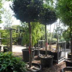 Portugese Laurier Als Boom (Prunus Lusitanica 'Angustifolia') -Goedkope Tuin Sprankel Winkel prunus lusitanica angustifolia 18 20 ho c130