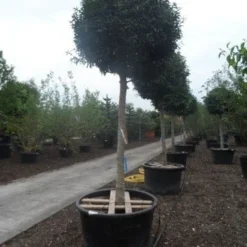 Portugese Laurier Als Boom (Prunus Lusitanica 'Angustifolia') -Goedkope Tuin Sprankel Winkel prunus lusitanica angustifolia 30 35ho c450