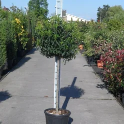 Portugese Laurier Op Stam (Prunus Lusitanica 'Angustifolia') -Goedkope Tuin Sprankel Winkel prunus lusitanica angustifolia halfstam c25