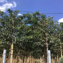 Portugese Laurier Als Leiboom (Prunus Lusitanica) -Goedkope Tuin Sprankel Winkel prunus lusitanica lei