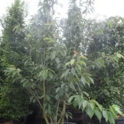 Sierkers, Struikvorm (Prunus Serrulata 'Kanzan') 13 Sierkers, Struikvorm (Prunus Serrulata 'Kanzan') -Goedkope Tuin Sprankel Winkel prunus serrulata kanzan 250 300 c250