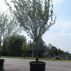 Japanse Sierkers (Prunus Serrulata 'Kanzan') -Goedkope Tuin Sprankel Winkel prunus serrulata kanzan 90 100ho c1500