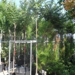 Japanse Sierkers (Prunus Subhirtella 'Autumnalis') -Goedkope Tuin Sprankel Winkel prunus subhirtella autumnalis 10 12ho cont