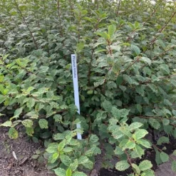 Amandelboompje Als Struik (Prunus Triloba) -Goedkope Tuin Sprankel Winkel prunus triloba 1