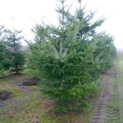 Douglasspar (Pseudotsuga Menziessii) -Goedkope Tuin Sprankel Winkel pseudotsuga menziesii 300 400 200 300 002