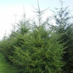 Douglasspar (Pseudotsuga Menziessii) -Goedkope Tuin Sprankel Winkel pseudotsuga menziesii 400 450 2