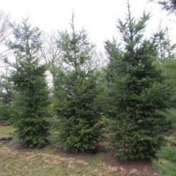 Douglasspar (Pseudotsuga Menziessii) -Goedkope Tuin Sprankel Winkel pseudotsuga menziesii 500