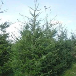 Douglasspar (Pseudotsuga Menziessii) -Goedkope Tuin Sprankel Winkel pseudotsuga menzisii 400 450