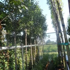 Chinese Sierpeer (Pyrus Calleryana 'Chanticleer') -Goedkope Tuin Sprankel Winkel pyrus calleryana chanticleer 12 14ho cont