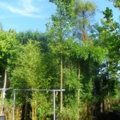 Chinese Sierpeer (Pyrus Calleryana 'Chanticleer') -Goedkope Tuin Sprankel Winkel pyrus calleryana chanticleer 16 18ho cont