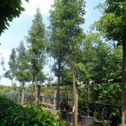 Chinese Sierpeer (Pyrus Calleryana 'Chanticleer') -Goedkope Tuin Sprankel Winkel pyrus calleryana chanticleer 20 25ho c200