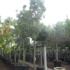 Chinese Sierpeer (Pyrus Calleryana 'Chanticleer') -Goedkope Tuin Sprankel Winkel pyrus calleryana chanticleer 25 30ho c285