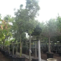 Chinese Sierpeer (Pyrus Calleryana 'Chanticleer') -Goedkope Tuin Sprankel Winkel pyrus calleryana chanticleer 25 30ho c285 1