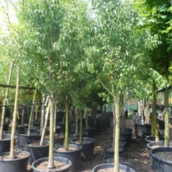 Wilde Perenboom (Pyrus Communis) -Goedkope Tuin Sprankel Winkel pyrus communis eetpeer halfstam 18 20