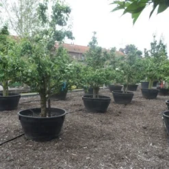 Wilde Perenboom (Pyrus Communis) -Goedkope Tuin Sprankel Winkel pyrus communis eetpeer in soorten oude vormboom c500