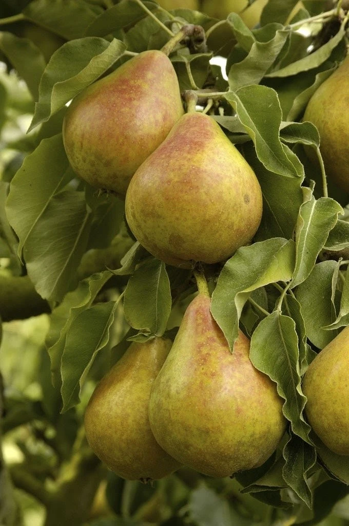 Lei-Peer (Pyrus Communis 'Gieser Wildeman') 3 Lei-Peer (Pyrus Communis 'Gieser Wildeman')