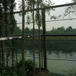 Treursierpeer (Pyrus Salicifolia 'Pendula') -Goedkope Tuin Sprankel Winkel pyrus sal. pendula 12 14cm 2