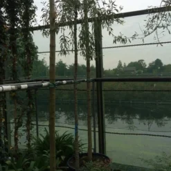 Treursierpeer (Pyrus Salicifolia 'Pendula') -Goedkope Tuin Sprankel Winkel pyrus sal pendula 1