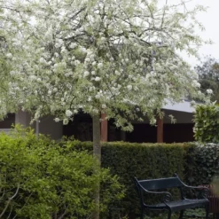 Treursierpeer (Pyrus Salicifolia 'Pendula') -Goedkope Tuin Sprankel Winkel pyrus salicifolia pendula