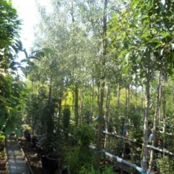 Treursierpeer (Pyrus Salicifolia 'Pendula') -Goedkope Tuin Sprankel Winkel pyrus salicifolia pendula 12 14 16ho doorgaande kop