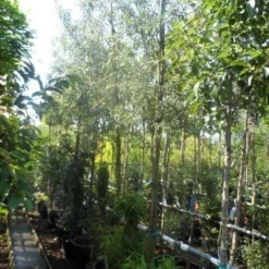 Treursierpeer (Pyrus Salicifolia 'Pendula') -Goedkope Tuin Sprankel Winkel pyrus salicifolia pendula 12 14 16ho doorgaande kop 1