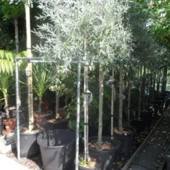 Treursierpeer (Pyrus Salicifolia 'Pendula') -Goedkope Tuin Sprankel Winkel pyrus salicifolia pendula 150stam c25 1