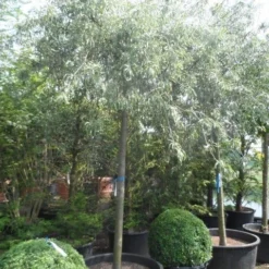 Treursierpeer (Pyrus Salicifolia 'Pendula') -Goedkope Tuin Sprankel Winkel pyrus salicifolia pendula 20 25ho c200