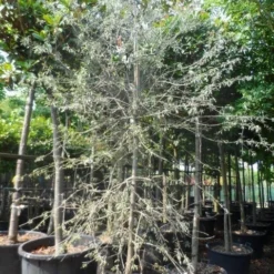 Treursierpeer (Pyrus Salicifolia 'Pendula') -Goedkope Tuin Sprankel Winkel pyrus salicifolia pendula 350 400 c160