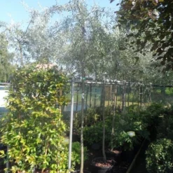 Treursierpeer (Pyrus Salicifolia 'Pendula') -Goedkope Tuin Sprankel Winkel pyrus salicifolia pendula 8 10ho c25