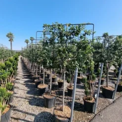 Steeneik Leirek Op Halfstam (Quercus Ilex) -Goedkope Tuin Sprankel Winkel quercus ilex 100cm stam spaliera 4 1