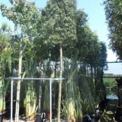 Steeneik Als Boom (Quercus Ilex) -Goedkope Tuin Sprankel Winkel quercus ilex 16 18 20ho cont. cylindervormig