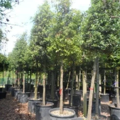 Steeneik Als Boom (Quercus Ilex) -Goedkope Tuin Sprankel Winkel quercus ilex 20 25ho c200