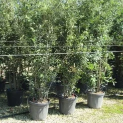 Steeneik Meerstammig (Quercus Ilex) -Goedkope Tuin Sprankel Winkel quercus ilex 200 250 meerstammig