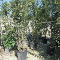 Steeneik Meerstammig (Quercus Ilex) -Goedkope Tuin Sprankel Winkel quercus ilex 200 250 meerstammig 2 1