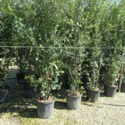 Steeneik Meerstammig (Quercus Ilex) -Goedkope Tuin Sprankel Winkel quercus ilex 200 250meerstammig