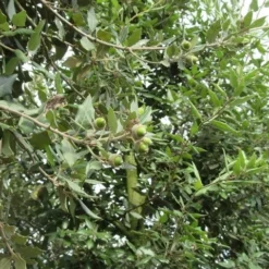 Steeneik Als Boom (Quercus Ilex) -Goedkope Tuin Sprankel Winkel quercus ilex 2 1