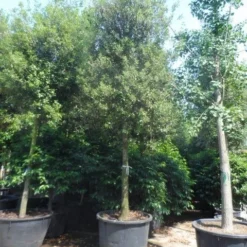 Steeneik Als Boom (Quercus Ilex) -Goedkope Tuin Sprankel Winkel quercus ilex 30 35 40ho cont