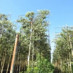 Steeneik Als Leiboom (Quercus Ilex) -Goedkope Tuin Sprankel Winkel quercus ilex 8 10 leivorm 1