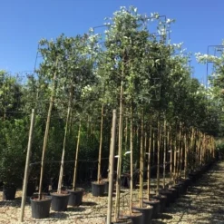 Steeneik Als Leiboom (Quercus Ilex) -Goedkope Tuin Sprankel Winkel quercus ilex 8 10 leivorm 1 1
