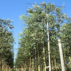 Steeneik Als Leiboom (Quercus Ilex) -Goedkope Tuin Sprankel Winkel quercus ilex 8 10 leivorm 2 1