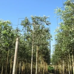 Steeneik Als Leiboom (Quercus Ilex) -Goedkope Tuin Sprankel Winkel quercus ilex 8 10 leivorm 3 1