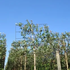 Steeneik Als Leiboom (Quercus Ilex) -Goedkope Tuin Sprankel Winkel quercus ilex 8 10 leivorm 4 1