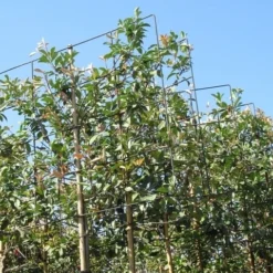 Steeneik Als Leiboom (Quercus Ilex) -Goedkope Tuin Sprankel Winkel quercus ilex 8 10 leivorm 5 1