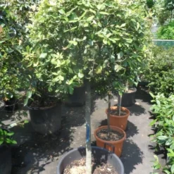 Steeneik Op Stam (Quercus Ilex) -Goedkope Tuin Sprankel Winkel quercus ilex halfstam c50 bol